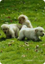 Daisy-Gold Goldens